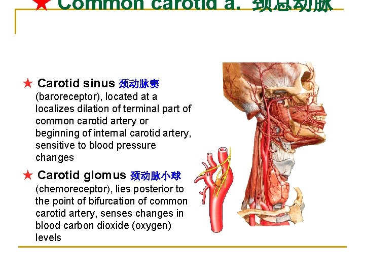 ★ Common carotid a. 颈总动脉 ★ Carotid sinus 颈动脉窦 (baroreceptor), located at a localizes