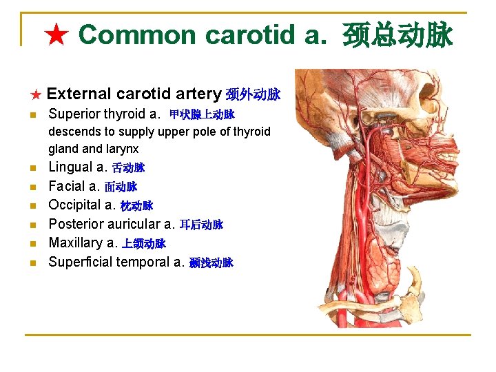 ★ Common carotid a. 颈总动脉 ★ External n carotid artery 颈外动脉 Superior thyroid a.
