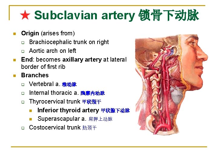 ★ Subclavian artery 锁骨下动脉 n n n Origin (arises from) q Brachiocephalic trunk on