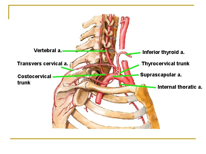 Vertebral a. Inferior thyroid a. Transvers cervical a. Thyrocervical trunk Costocervical trunk Suprascapular a.