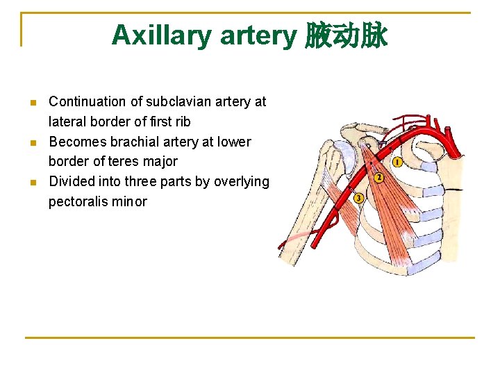 Axillary artery 腋动脉 n n n Continuation of subclavian artery at lateral border of