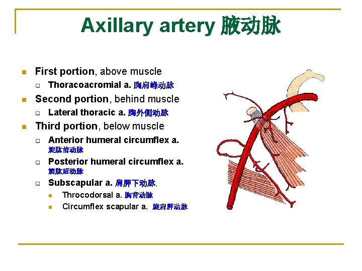 Axillary artery 腋动脉 n First portion, above muscle q n Second portion, behind muscle