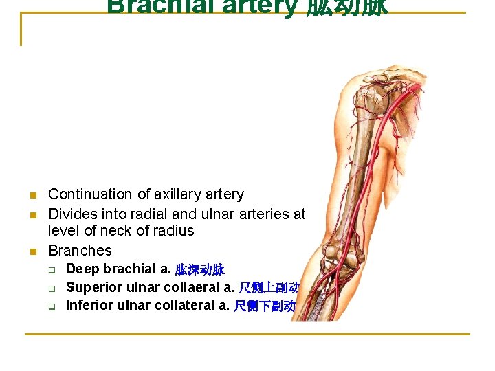Brachial artery 肱动脉 n n n Continuation of axillary artery Divides into radial and