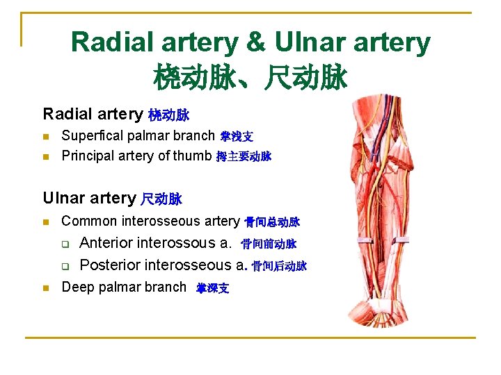 Radial artery & Ulnar artery 桡动脉、尺动脉 Radial artery 桡动脉 n n Superfical palmar branch