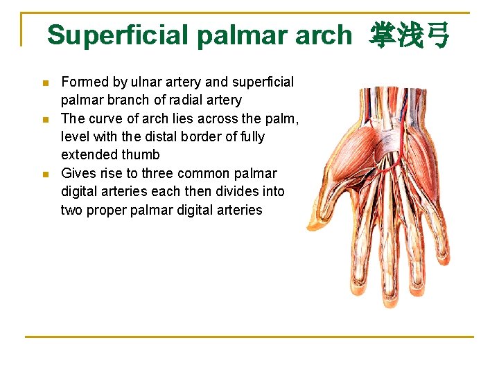 Superficial palmar arch 掌浅弓 n n n Formed by ulnar artery and superficial palmar