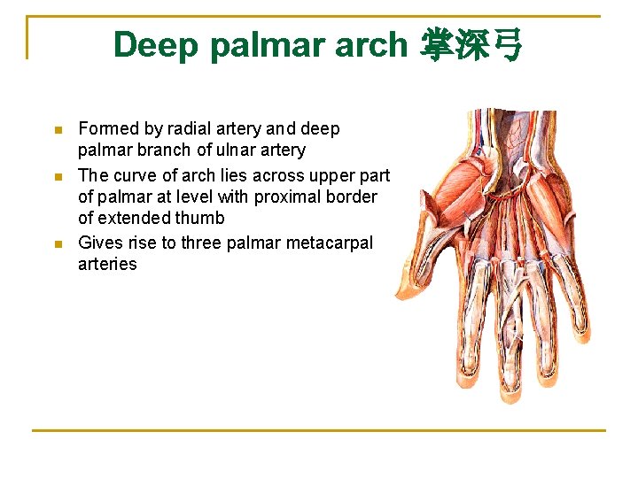 Deep palmar arch 掌深弓 n n n Formed by radial artery and deep palmar