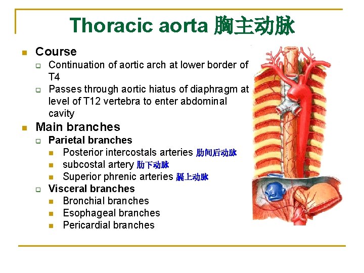 Thoracic aorta 胸主动脉 n Course q q n Continuation of aortic arch at lower