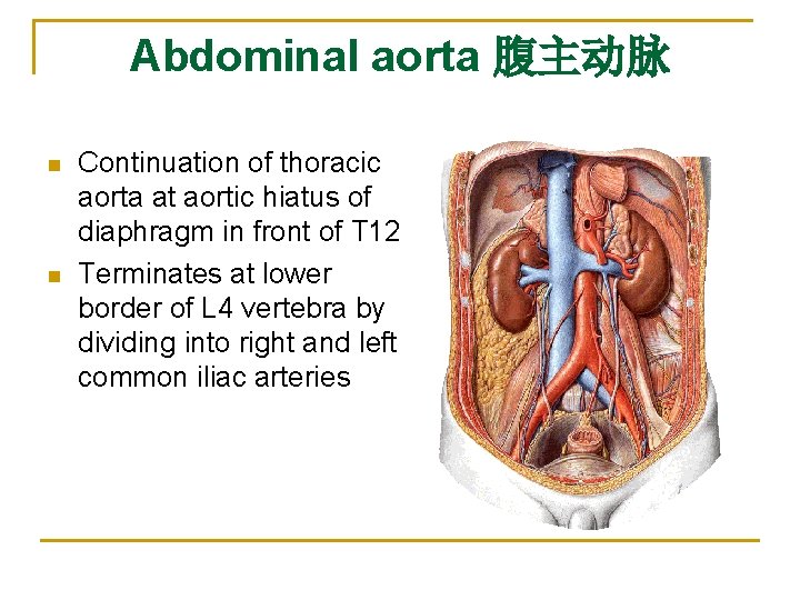 Abdominal aorta 腹主动脉 n n Continuation of thoracic aorta at aortic hiatus of diaphragm