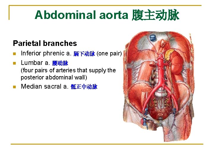 Abdominal aorta 腹主动脉 Parietal branches n n Inferior phrenic a. 膈下动脉 (one pair) Lumbar