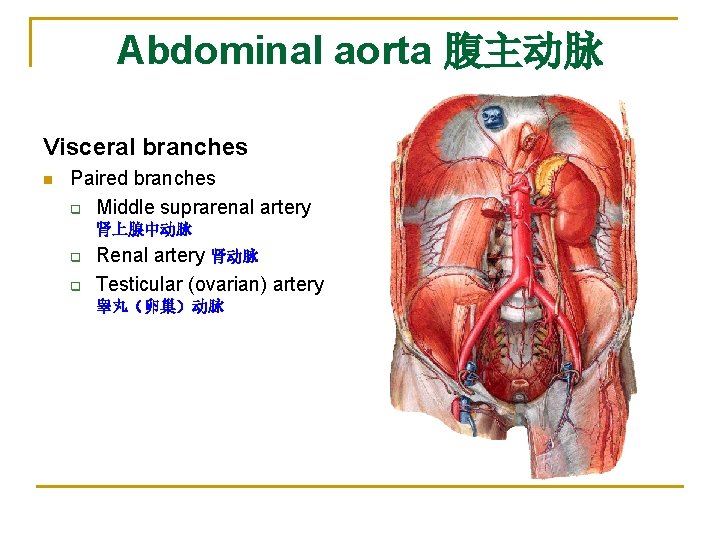 Abdominal aorta 腹主动脉 Visceral branches n Paired branches q Middle suprarenal artery 肾上腺中动脉 q