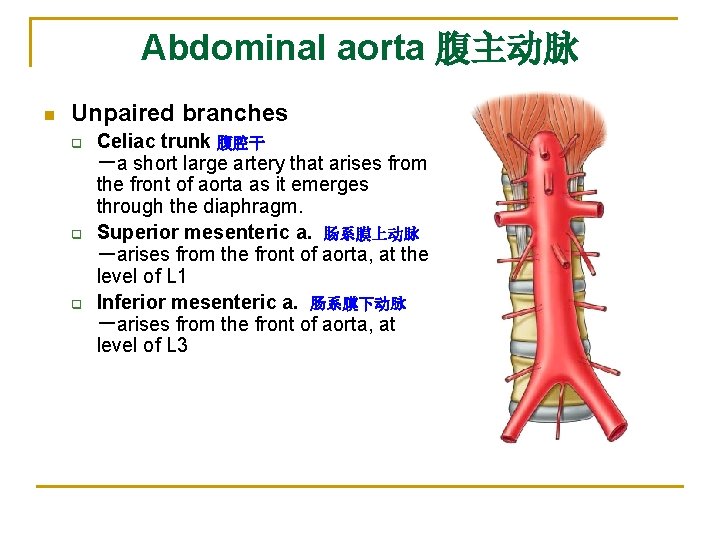 Abdominal aorta 腹主动脉 n Unpaired branches q q q Celiac trunk 腹腔干 －a short