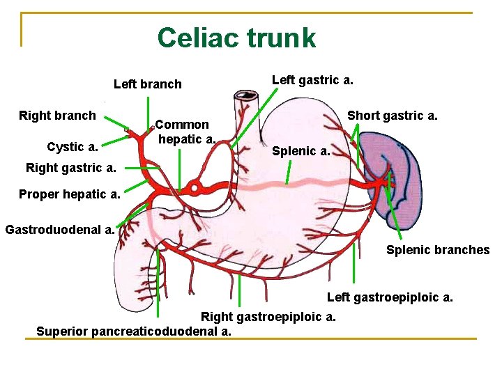 Celiac trunk Left branch Right branch Cystic a. Common hepatic a. Left gastric a.