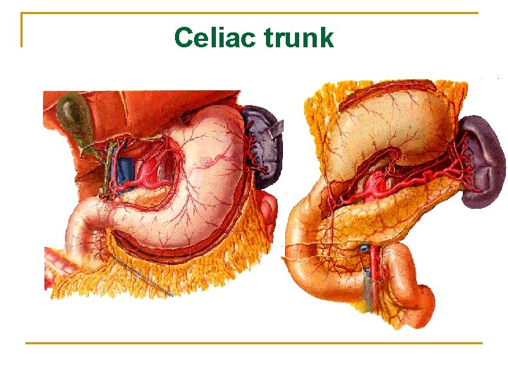 Celiac trunk 