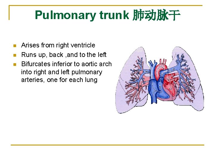 Pulmonary trunk 肺动脉干 n n n Arises from right ventricle Runs up, back ,