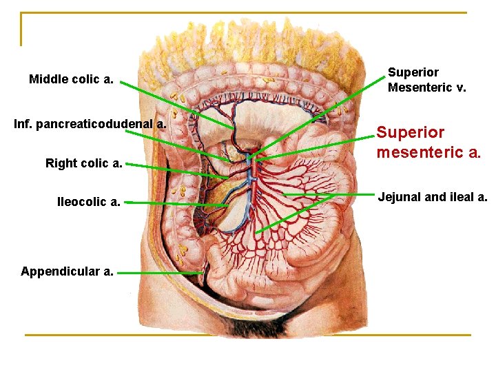 Middle colic a. Inf. pancreaticodudenal a. Right colic a. Ileocolic a. Appendicular a. Superior
