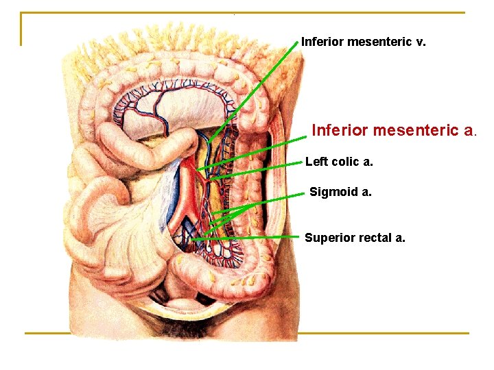 Inferior mesenteric v. Inferior mesenteric a. Left colic a. Sigmoid a. Superior rectal a.