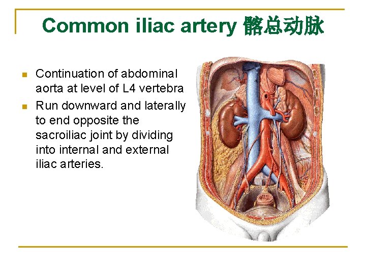 Common iliac artery 髂总动脉 n n Continuation of abdominal aorta at level of L