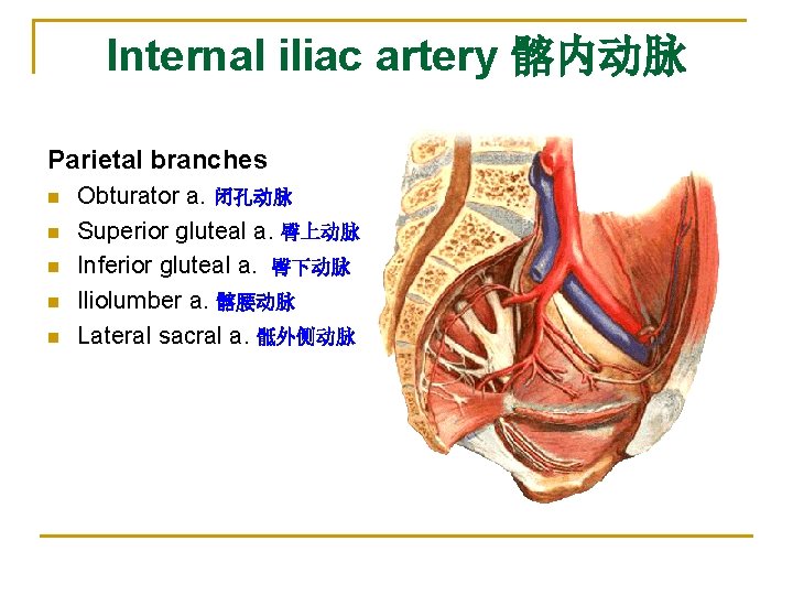 Internal iliac artery 髂内动脉 Parietal branches n n n Obturator a. 闭孔动脉 Superior gluteal