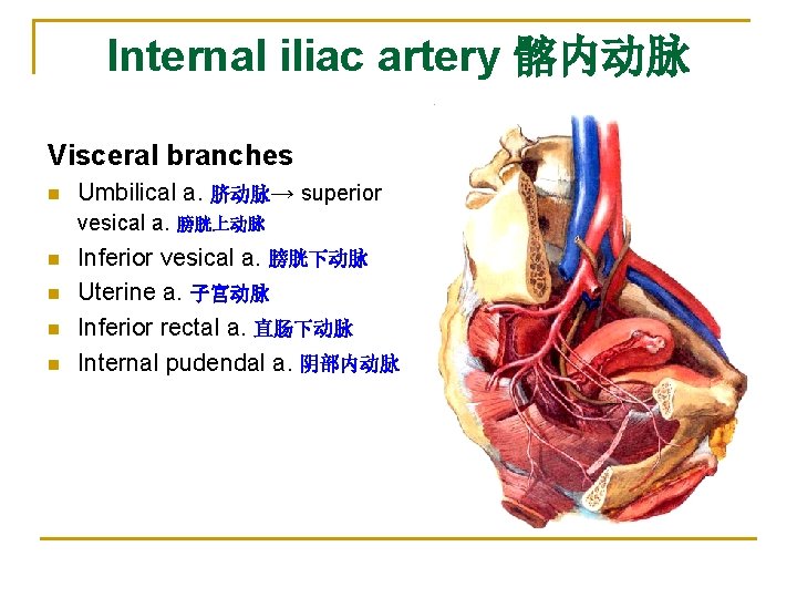 Internal iliac artery 髂内动脉 Visceral branches n Umbilical a. 脐动脉→ superior vesical a. n