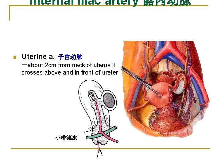 Internal iliac artery 髂内动脉 n Uterine a. 子宫动脉 －about 2 cm from neck of