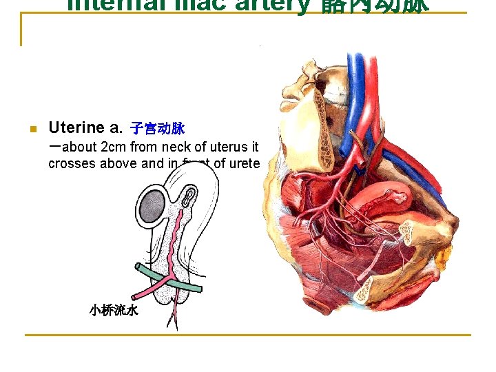 Internal iliac artery 髂内动脉 n Uterine a. 子宫动脉 －about 2 cm from neck of