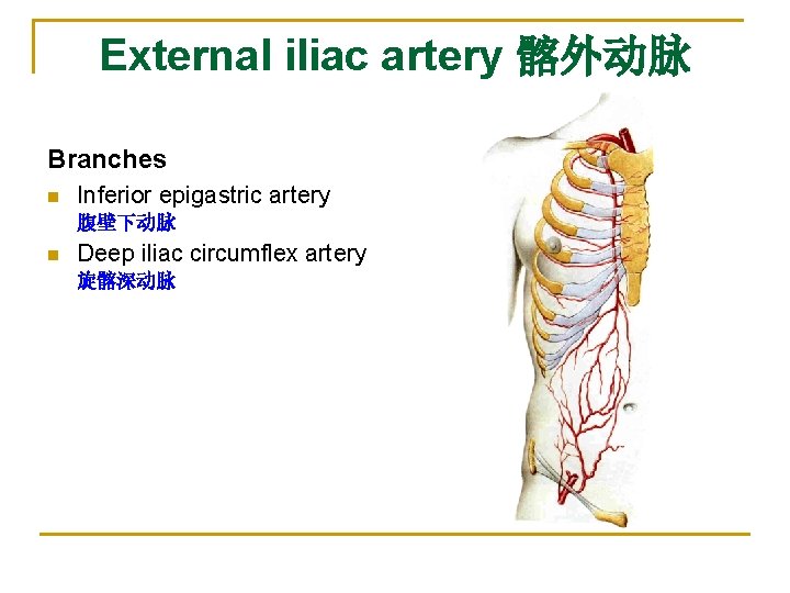External iliac artery 髂外动脉 Branches n Inferior epigastric artery 腹壁下动脉 n Deep iliac circumflex