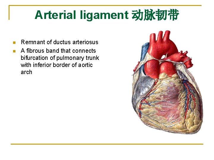 Arterial ligament 动脉韧带 n n Remnant of ductus arteriosus A fibrous band that connects