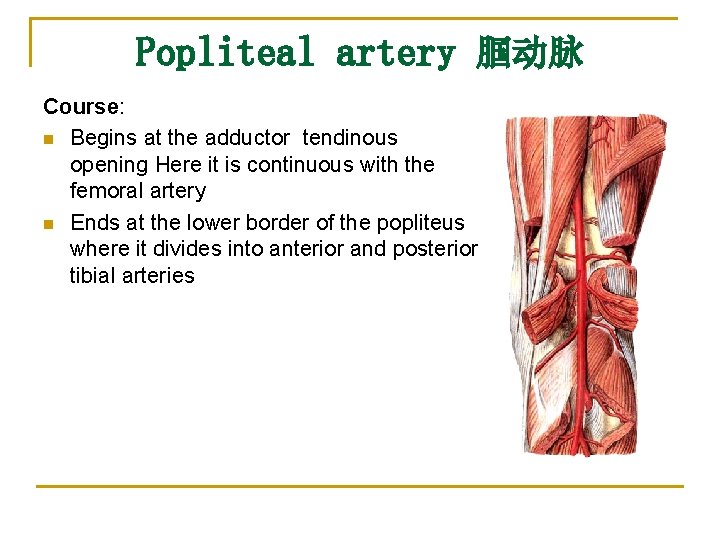 Popliteal artery 腘动脉 Course: n Begins at the adductor tendinous opening Here it is