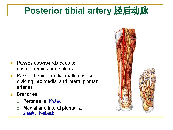 Posterior tibial artery 胫后动脉 n n n Passes downwards deep to gastrocnemius and soleus