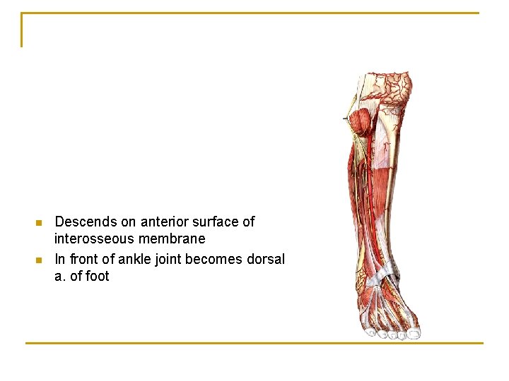 n n Descends on anterior surface of interosseous membrane In front of ankle joint