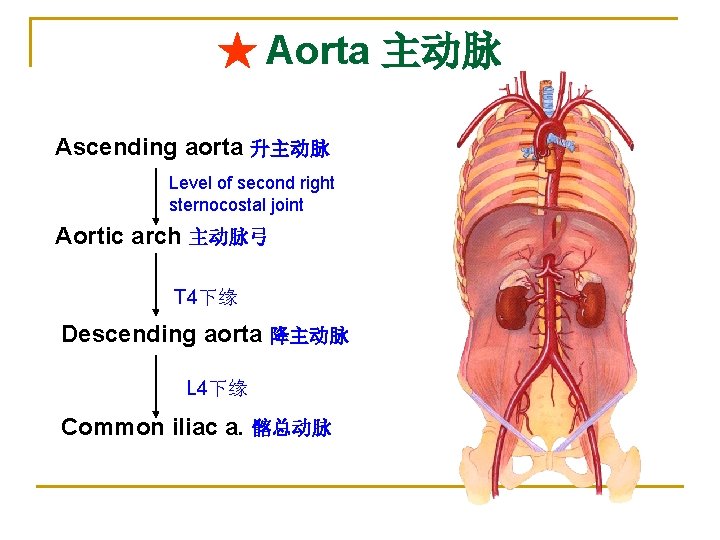 ★ Aorta 主动脉 Ascending aorta 升主动脉 Level of second right sternocostal joint Aortic arch