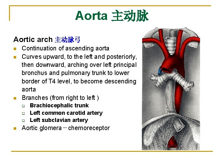 Aorta 主动脉 Aortic arch 主动脉弓 n n n Continuation of ascending aorta Curves upward,
