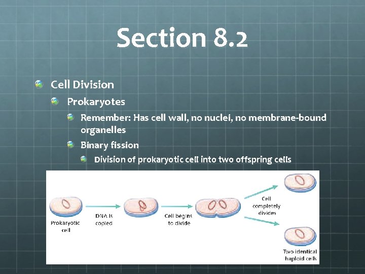 Section 8. 2 Cell Division Prokaryotes Remember: Has cell wall, no nuclei, no membrane-bound