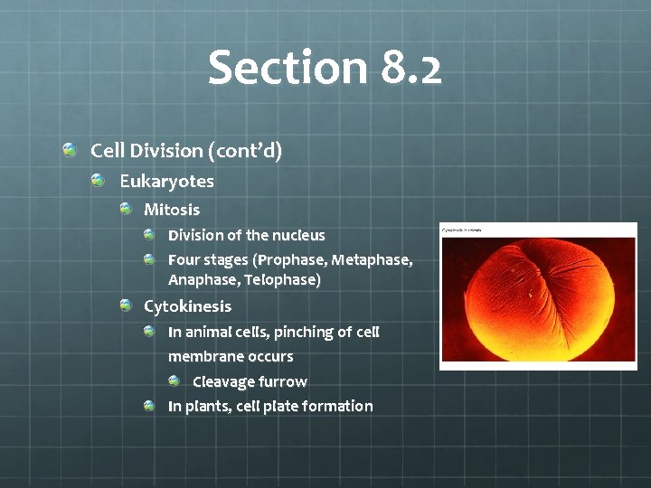 Section 8. 2 Cell Division (cont’d) Eukaryotes Mitosis Division of the nucleus Four stages
