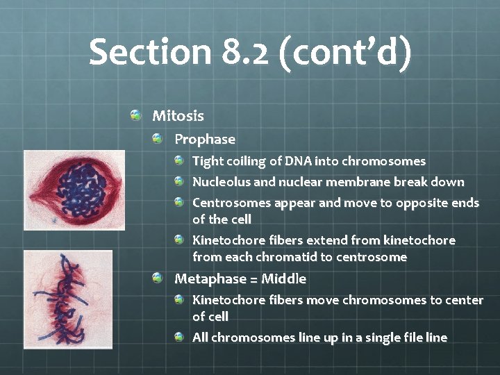 Section 8. 2 (cont’d) Mitosis Prophase Tight coiling of DNA into chromosomes Nucleolus and