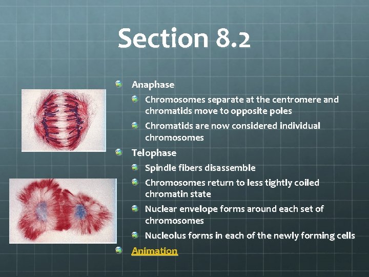 Section 8. 2 Anaphase Chromosomes separate at the centromere and chromatids move to opposite