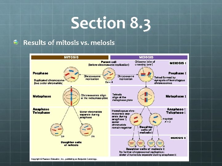 Section 8. 3 Results of mitosis vs. meiosis 