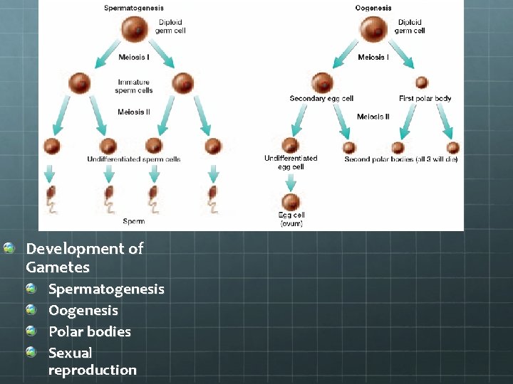 Section 8. 3 Development of Gametes Spermatogenesis Oogenesis Polar bodies Sexual reproduction 