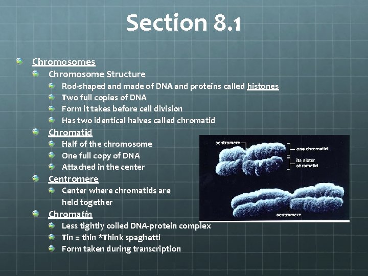 Section 8. 1 Chromosomes Chromosome Structure Rod-shaped and made of DNA and proteins called