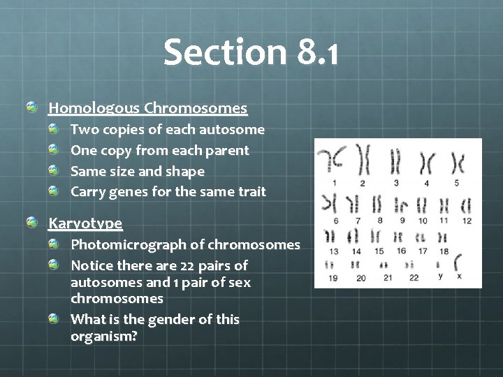 Section 8. 1 Homologous Chromosomes Two copies of each autosome One copy from each