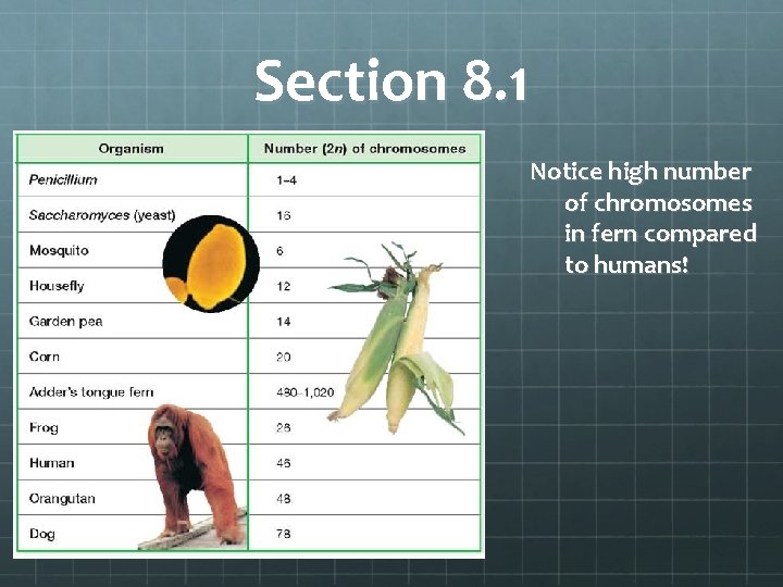 Section 8. 1 Notice high number of chromosomes in fern compared to humans! 