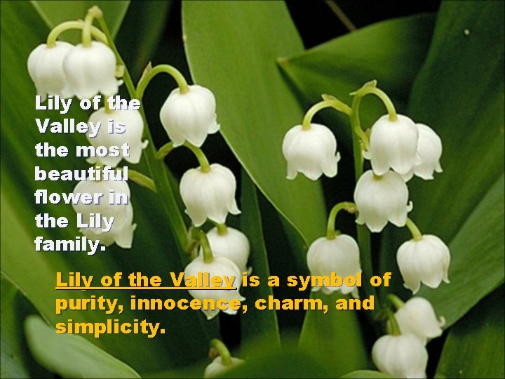 Lily of the Valley is the most beautiful flower in the Lily family. Lily