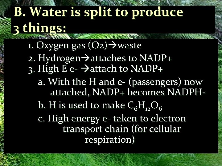 B. Water is split to produce 3 things: 1. Oxygen gas (O 2) waste