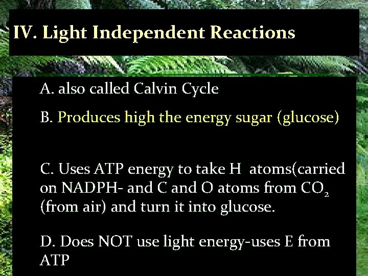 IV. Light Independent Reactions A. also called Calvin Cycle B. Produces high the energy