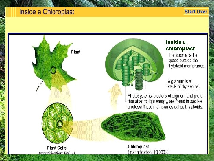 Inside a chloroplast 