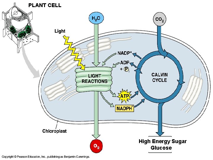 PLANT CELL - High Energy Sugar Glucose 
