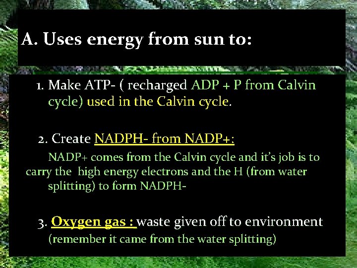A. Uses energy from sun to: 1. Make ATP- ( recharged ADP + P