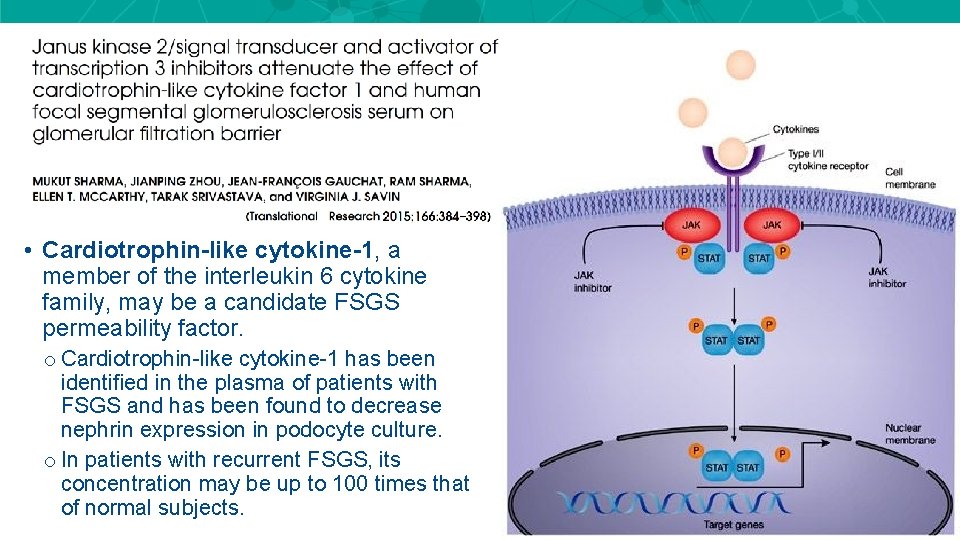 • Cardiotrophin-like cytokine-1, a member of the interleukin 6 cytokine family, may be • Cardiotrophin-like cytokine-1, a member of the interleukin 6 cytokine family, may be