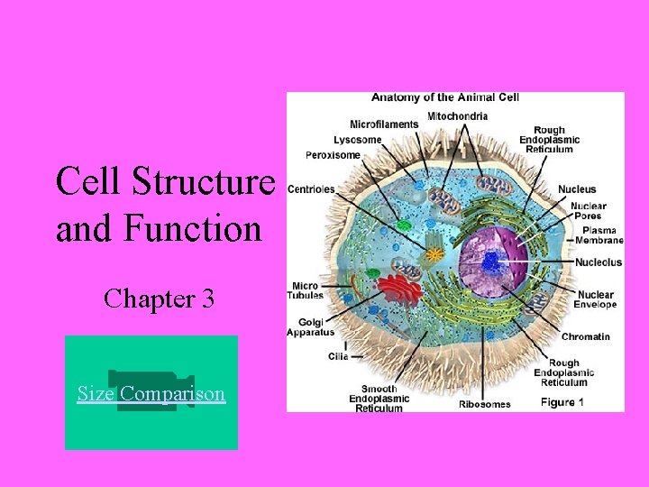 Cell Structure and Function Chapter 3 Size Comparison