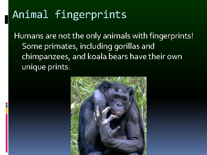 Animal fingerprints Humans are not the only animals with fingerprints! Some primates, including gorillas